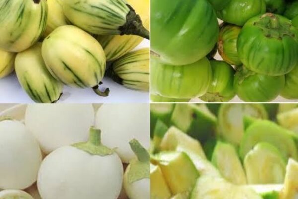 Does garden egg have nutritional benefit or is it disadvantageous to human beings?