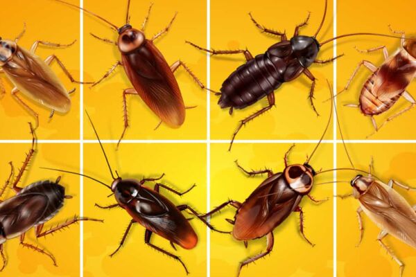 'Can cockroaches live in your penis?' See bizarre facts about this household pest