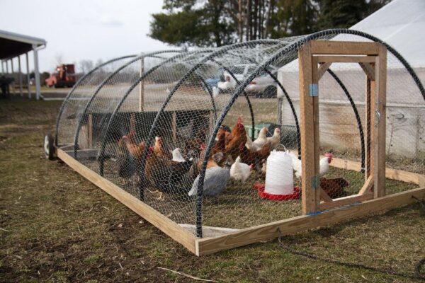 Chicken tractor: 13 steps to create this simple innovation for your farm