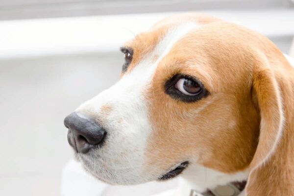 Top 10 dog side eye memes to send a message