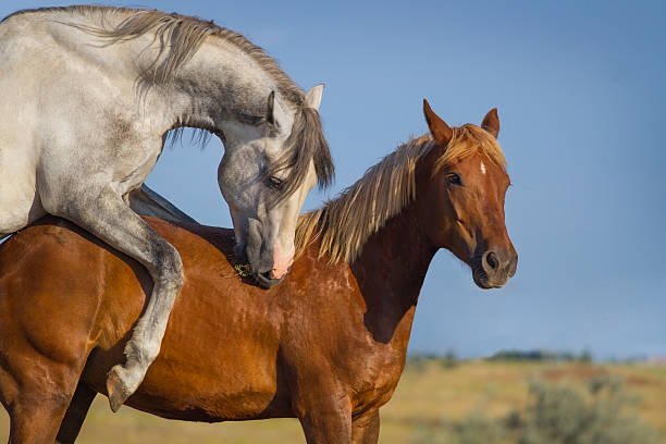 Horse mating: Understanding the science behind successful breeding of
