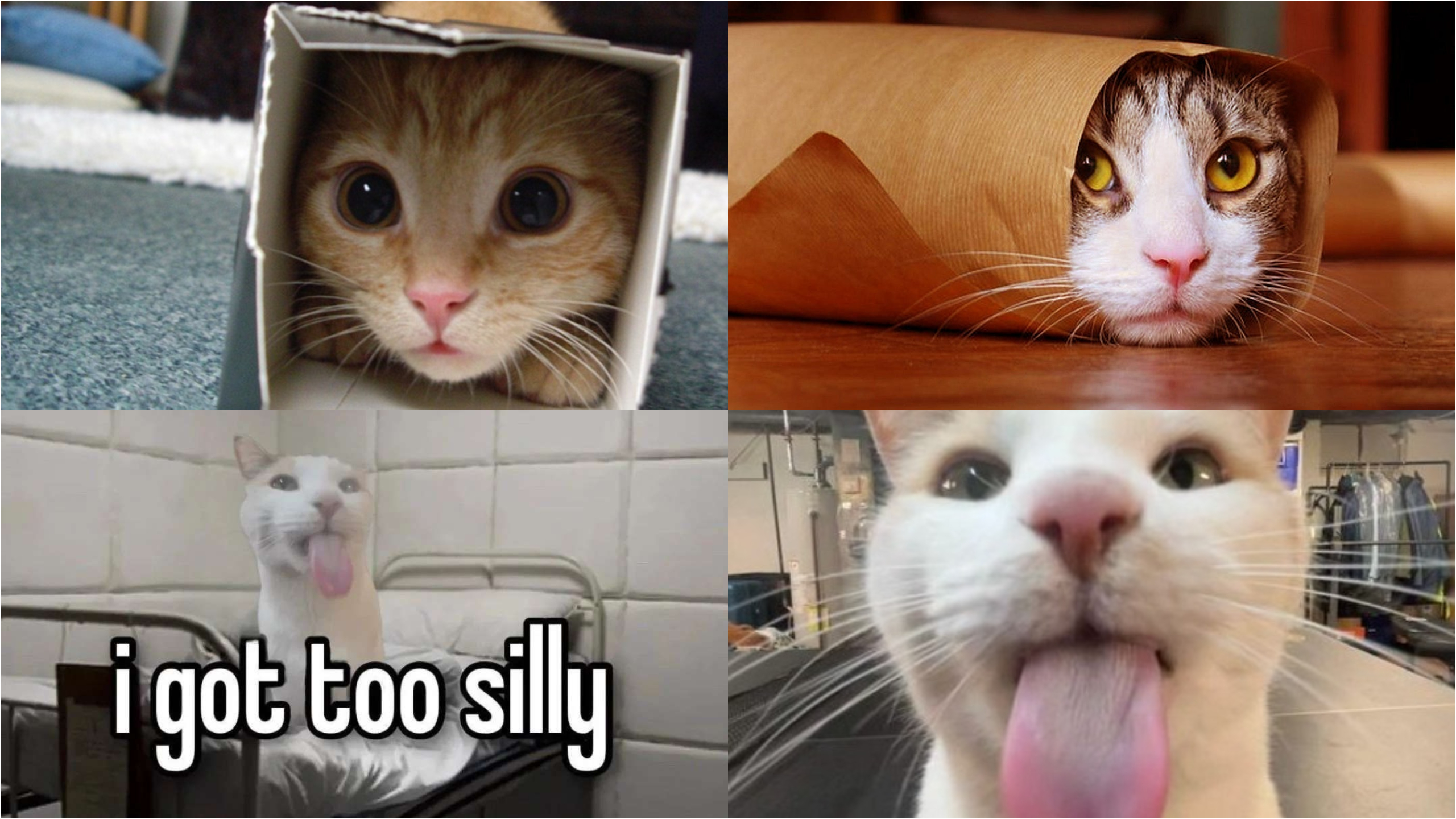 Silly cats: Why these hilarious cat images are the Internet’s go-to mojo