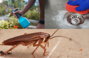 13 effective ways of preventing household pest infestation